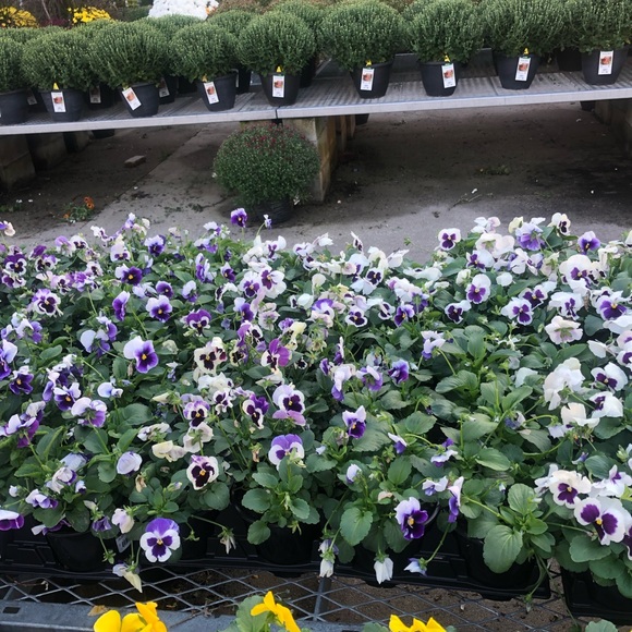 Meet your Posher, Chad - Picture 2 of 2